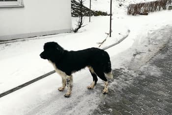 Nalezený pes v lesích obce Beňov 